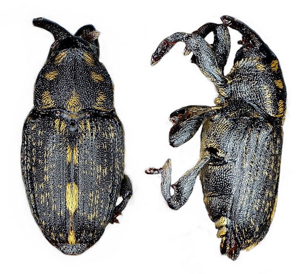 Tribe Menemachini :: Gallery-of-weevil-images
